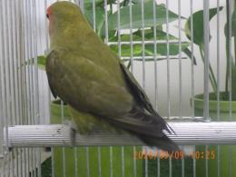 IN-4540　コザクラインコ若　ダークグリーンのメス