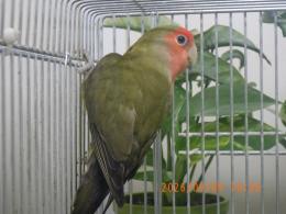 IN-4540　コザクラインコ若　ダークグリーンのメス