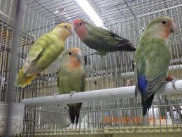IN-4540　コザクラインコ若　ダークグリーンのメス