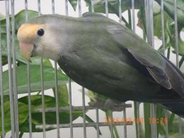 IN-4541　コザクラインコ　OHWコザクラインコ若　オス