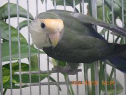 IN-4541　コザクラインコ　OHWコザクラインコ若　オス