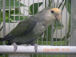 IN-4541　コザクラインコ　OHWコザクラインコ若　オス