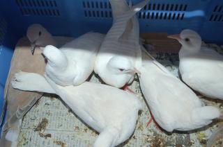 HT-328 ギンバト4羽ジュツカケバト1羽入荷 | キットウココ ペット部