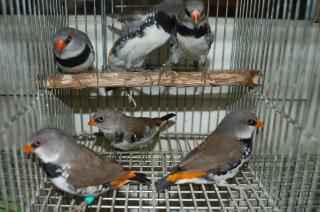 KOT-557 ダイヤモンドフィンチ:オレンジテール 残りメス?1羽