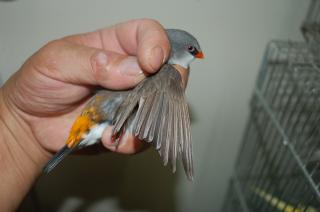 KOT-557 ダイヤモンドフィンチ:オレンジテール 残りメス?1羽