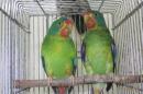 IN-3995　親物　オトメインコの雄雌で
