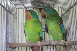 IN-3995　親物　オトメインコの雄雌で
