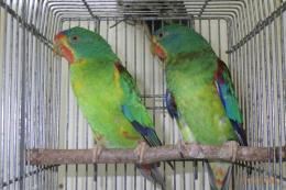 IN-3995　親物　オトメインコの雄雌で