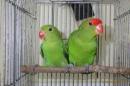 IN-3996　親物　ハツハナインコ　雄雌で