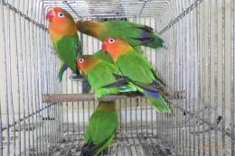 IN-3997　ベルギー親物　ルリコシボタンインコ　雄雌で