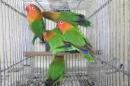IN-3997　ベルギー親物　ルリコシボタンインコ　雄雌で