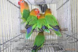 IN-3997　ベルギー親物　ルリコシボタンインコ　雄雌で