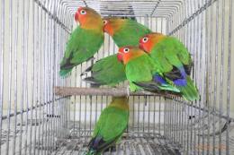 IN-3997　ベルギー親物　ルリコシボタンインコ　雄雌で