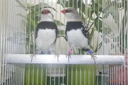 KOT-2893　ダイヤモンドフィンチ　雄雌で