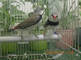 KOT-2893　ダイヤモンドフィンチ　雄雌で