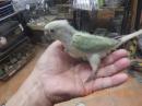 IN-4542　アカオウロコインコのシナモンミント　女の子?