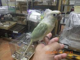 IN-4542　アカオウロコインコのシナモンミント　女の子?