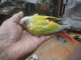 IN-4543　アカオウロコインコのサンチーク　女の子?