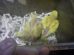 IN-4544　セキセイインコの雛　ココ店内生まれ