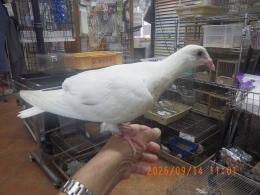 HT-1109　レース鳩　そろそろ一人餌