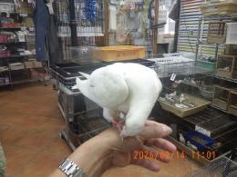 HT-1109　レース鳩　そろそろ一人餌