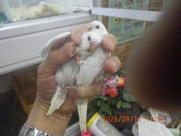 IN-4545　IN-4534の残り2羽　綺麗なセキセイインコ