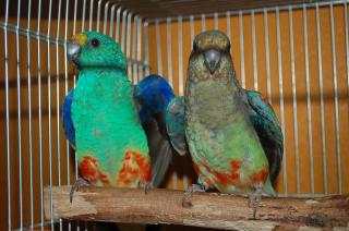 【裁断済み】オウムインコ類マニュアル 中型インコ完全飼育: 飼育、接し方、品種、健康管理のことがよく