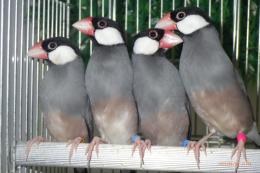 KOT-2758　ノーマル文鳥　雄雌で