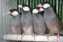 KOT-2758　ノーマル文鳥　雄雌で