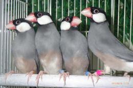 KOT-2758　ノーマル文鳥　雄雌で