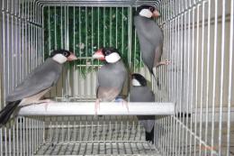 KOT-2758　ノーマル文鳥　雄雌で