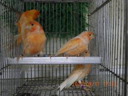 KOT-2759　24年生　赤カナリヤの雄　