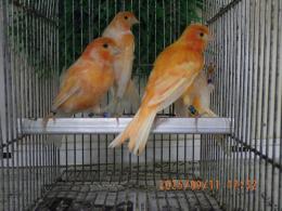 KOT-2759　24年生　赤カナリヤの雄　