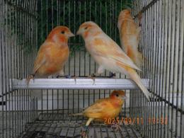 KOT-2759　24年生　赤カナリヤの雄　