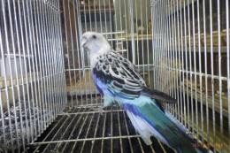 IN-4546　6年目　ナナクサインコのブルー　メス
