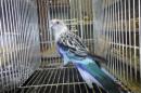 IN-4546　6年目　ナナクサインコのブルー　メス