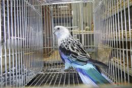IN-4546　6年目　ナナクサインコのブルー　メス