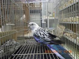 IN-4546　6年目　ナナクサインコのブルー　メス