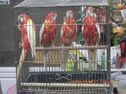 IN-4547　ナナクサインコ・ルビノー　若