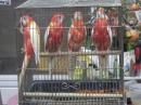 IN-4547　ナナクサインコ・ルビノー　若