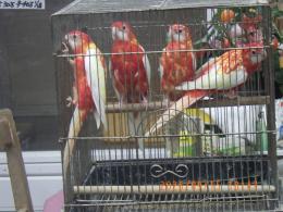 IN-4547　ナナクサインコ・ルビノー　若
