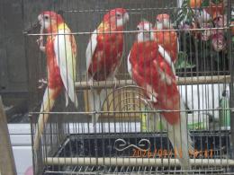 IN-4547　ナナクサインコ・ルビノー　若