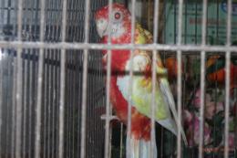 IN-4547　ナナクサインコ・ルビノー　若