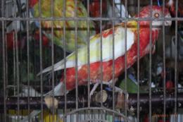 IN-4547　ナナクサインコ・ルビノー　若
