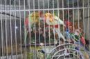 IN-4548　ナナクサインコ・シナモンレッド　若