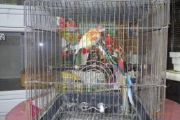 IN-4548　ナナクサインコ・シナモンレッド　若