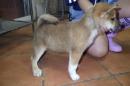US-779　柴犬　男の子　その1