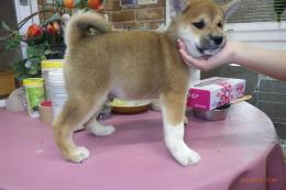 US-779　柴犬　男の子　その1