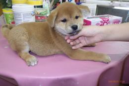 US-780　柴犬　男の子　　その2