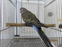 In 3237 アキクサインコ ノーマルの雌 若 キットウココ ペット部